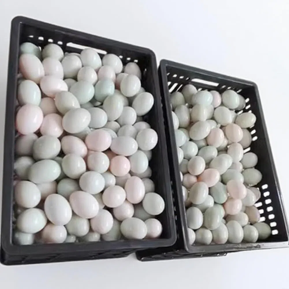 Equipo de lavado automático de huevos, limpiador eléctrico de doble estilo para huevos de pollo, pato y ganso, ideal para granjas y restaurantes
